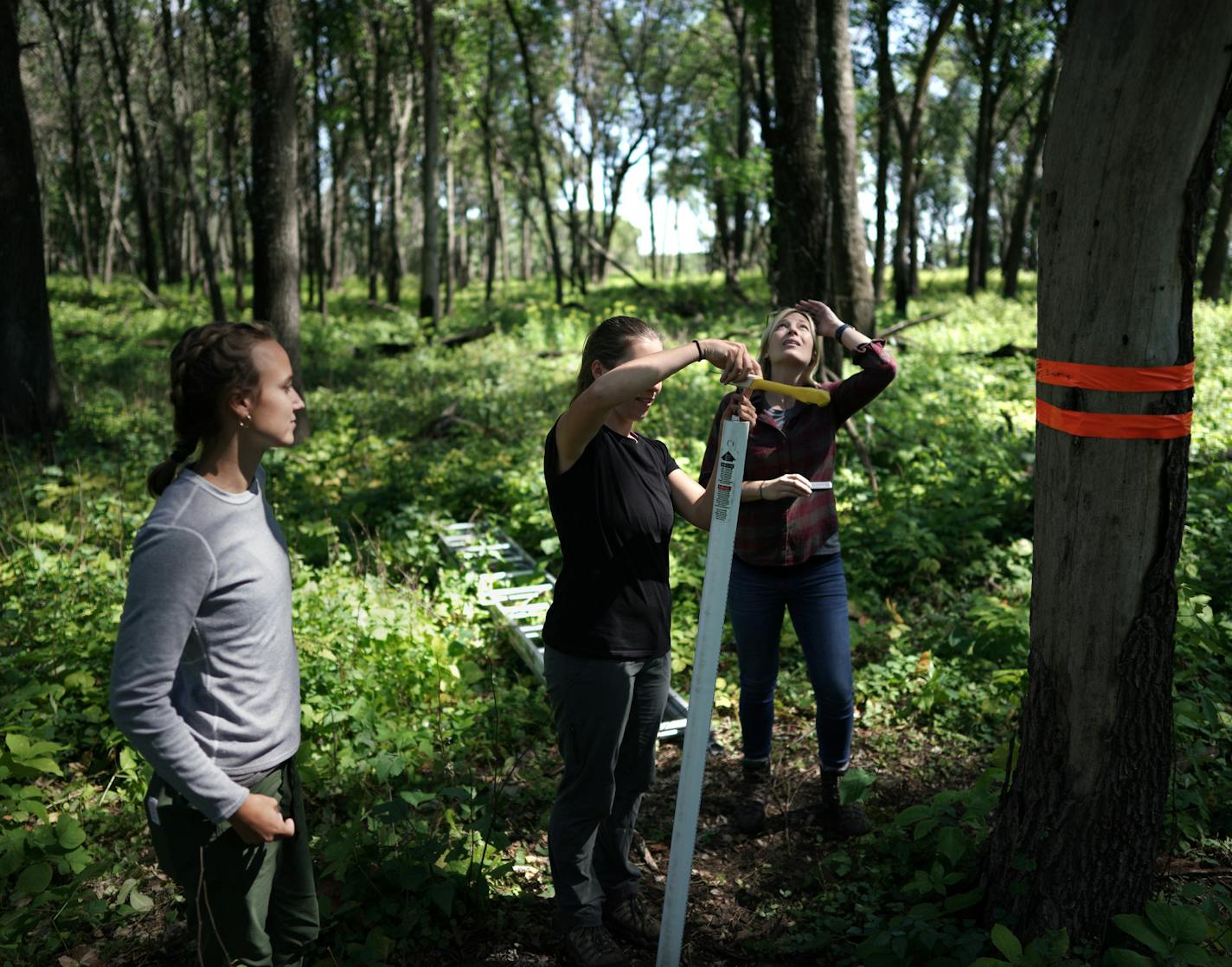 Once ubiquitous across the Midwest, red headed woodpeckers have lost about 95% of their population. The small, friendly, stark red birds are dying out just about everywhere... except for northern Anoka County in a reserve called Cedar Creek. Here, Researcher Elena West (right) with Research Tech's Sarah Stewart (left) and April Strzelczyk prepare to send a camera on a pole up to check on young Red Headed Woodpeckers in their nest. ] brian.peterson@startribune.com
East Bethel, MN
Wednesday, Augus