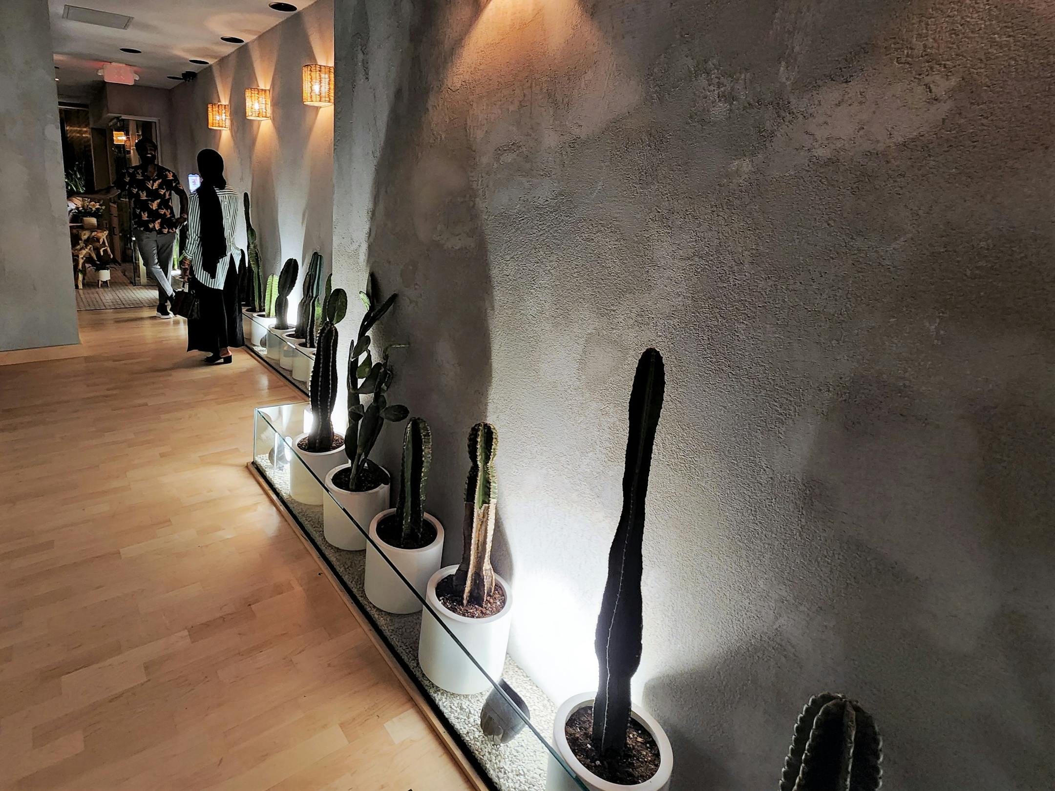 A hallway with potted cacti lining the wall, lit from below.