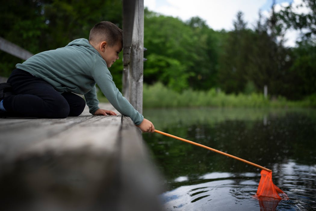 Alexander Todosiychuk, 5, tries to catch fish with a net at Parkers Lake in Plymouth on Wednesday. Alexander was with his baby sister and mom, Tanya Todosiychuk, who loves to meet up with her sister and her children at different parks in Plymouth.