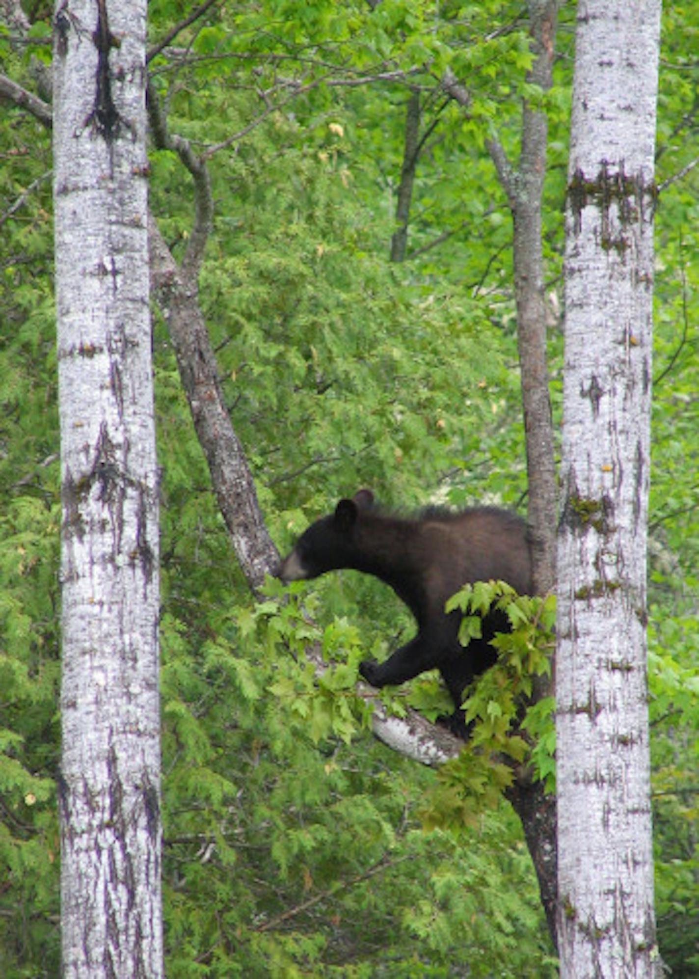 Lucky, a black bear cub, climbs around his copound at the North American Bear Center in Ely, Minn.