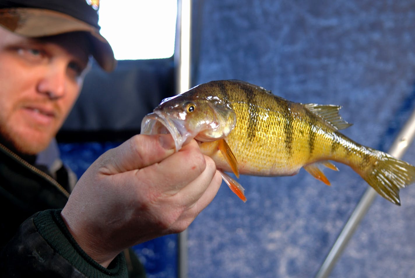 Rick Leonhardt, owner with his wife, Kim, of High Banks Resort on Lake Winnibigoshish, with a dandy perch caught Thursday afternoon on that lake.