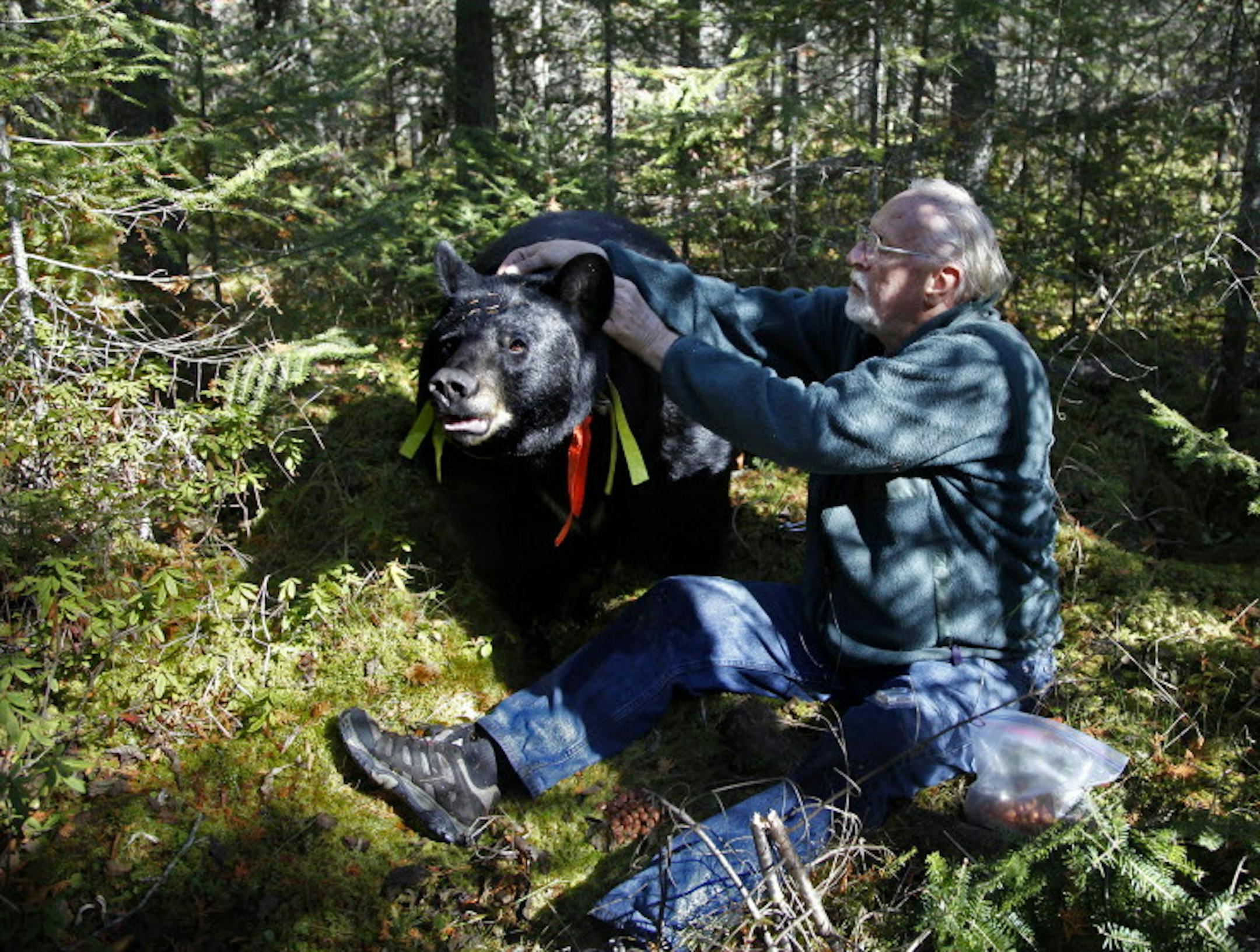BRIAN PETERSON • brianp@startribune.com ELY, MN - 10/04/2010 ] After a long search through a dense spruce bog, Lynn Rogers, founder and Executive Director of the North American Bear Center in Ely, was able to approach Brave Heart, one of the collared black bears in his study. Brave Heart who weighs 400 pounds allowed Rogers to change the batteries in the bears GPS collar and record it's heart rate without the use of a tranquilizer. ORG XMIT: MIN2013062816514262