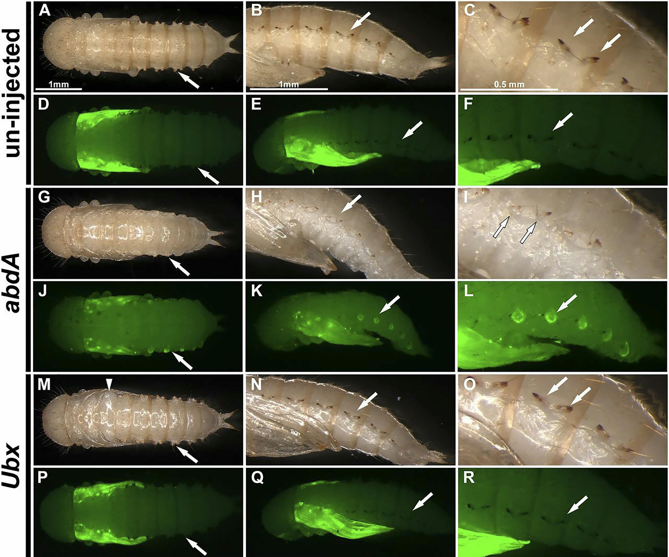 A photo provided by David M. Linz and Yoshinori Tomoyasu of fluorescent green protein that scientists have added into the genomes of beetle pupae to mark the expression of certain genes related to wing development. Tomoyasu and Linz genetically engineered beetle larvae with wings on their abdomens, part of an ongoing attempt to unpack one of evolution’s greatest mysteries: how insects gained the ability to fly. (David M. Linz and Yoshinori Tomoyasu via The New York Times) -- NO SALES; FOR