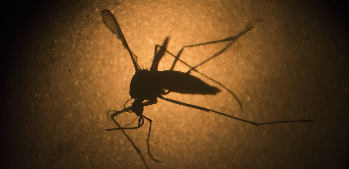 FILE - In this Jan. 27, 2016, file photo, an Aedes aegypti mosquito is photographed through a microscope at the Fiocruz institute in Recife, Pernambuco state, Brazil. The mosquito behind the Zika virus seems to operate like a heat-driven missile of disease. Scientists say the hotter it gets, the better the mosquito that carries Zika virus is at transmitting a variety of dangerous illnesses. (AP Photo/Felipe Dana, File) ORG XMIT: WX102