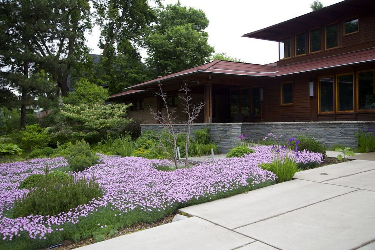 Dianthus serves as living, and pretty, mulch in a front yard.