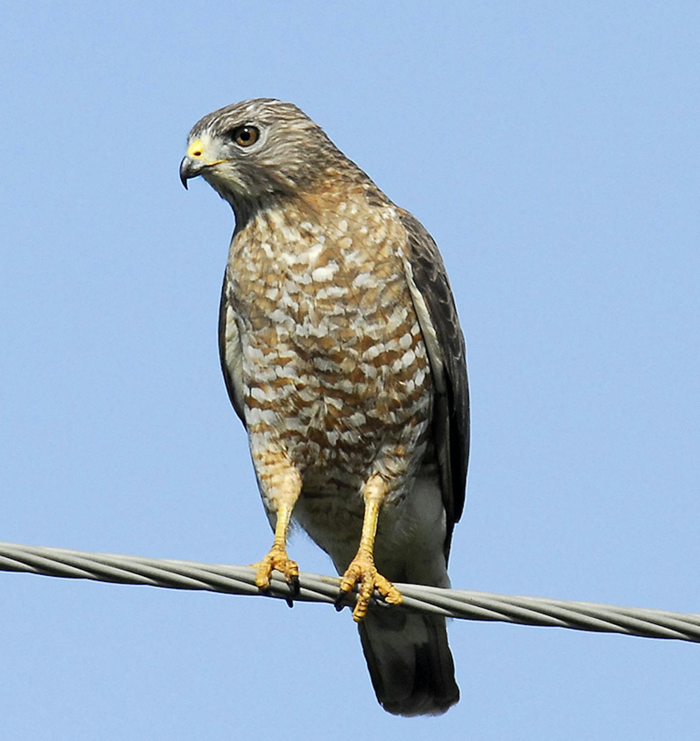 Broad-winged hawk