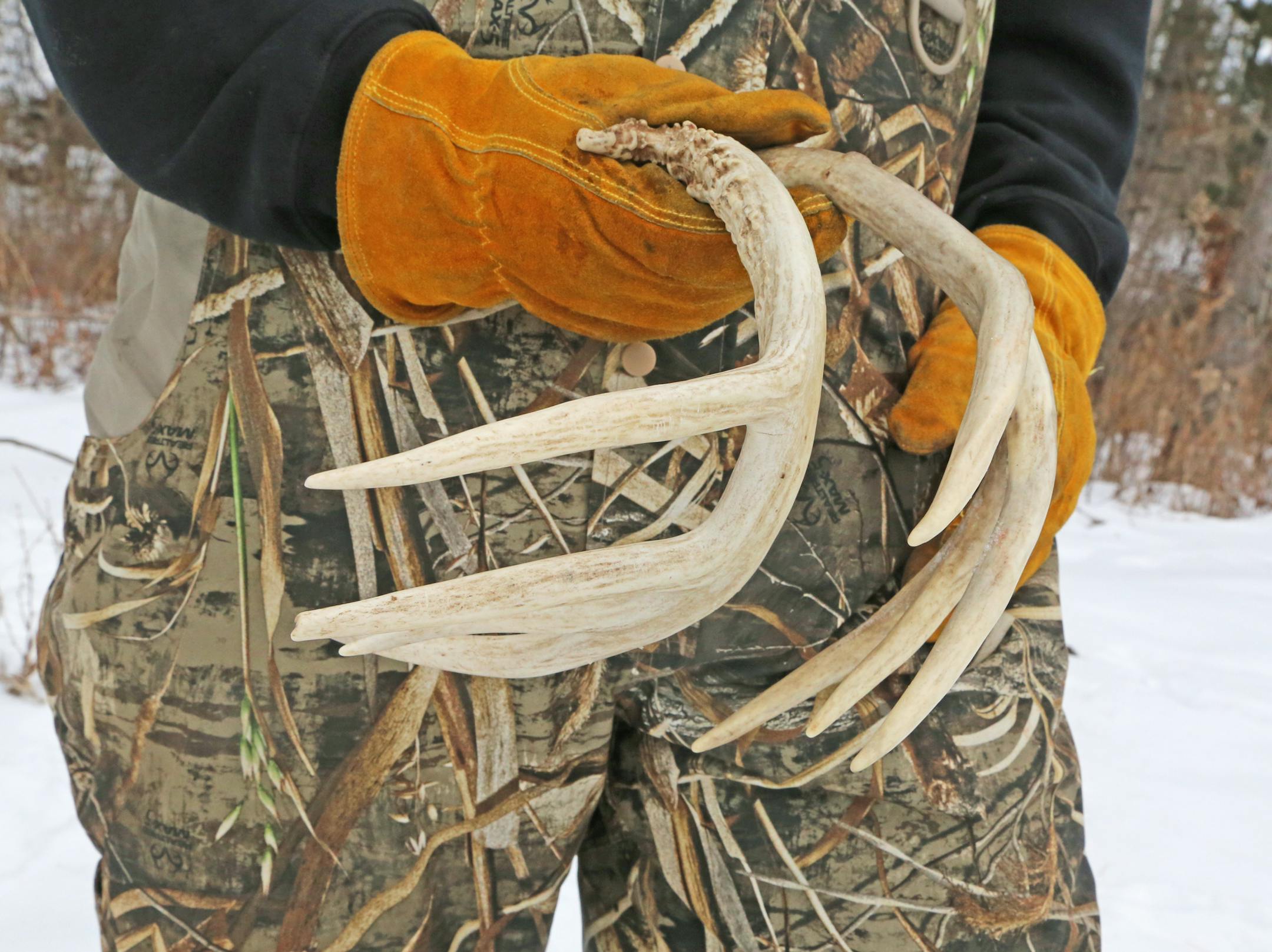 Deer antlers ó the real thing ó are used for training shed hunting dogs. Plastic replicas also are sometimes used. Scent rubbed onto either type of antler simulates the smell of actual antlers discarded by deer, and helps competing dogs find antlers quickly.
