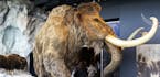 In this June 26, 2018 photo, a synthetic wooly mammoth and real musk ox occupy a glacier exhibit inside the Bell Museum in Falcon Heights, Minn. The m