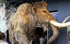 In this June 26, 2018 photo, a synthetic wooly mammoth and real musk ox occupy a glacier exhibit inside the Bell Museum in Falcon Heights, Minn. The m