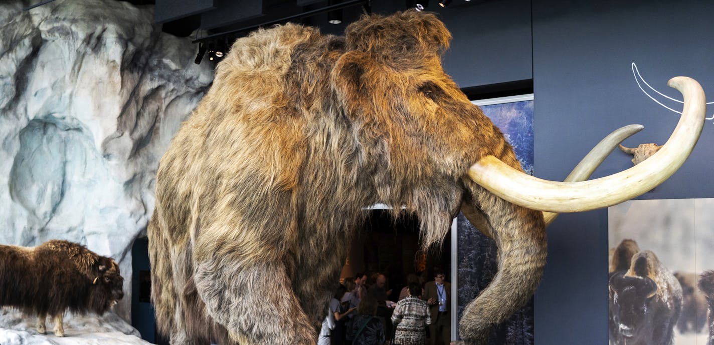 In this June 26, 2018 photo, a synthetic wooly mammoth and real musk ox occupy a glacier exhibit inside the Bell Museum in Falcon Heights, Minn. The mammoth's fur was made by the same company that made the costume for the Star Wars character Chewbacca. (Evan Frost/Minnesota Public Radio via AP)