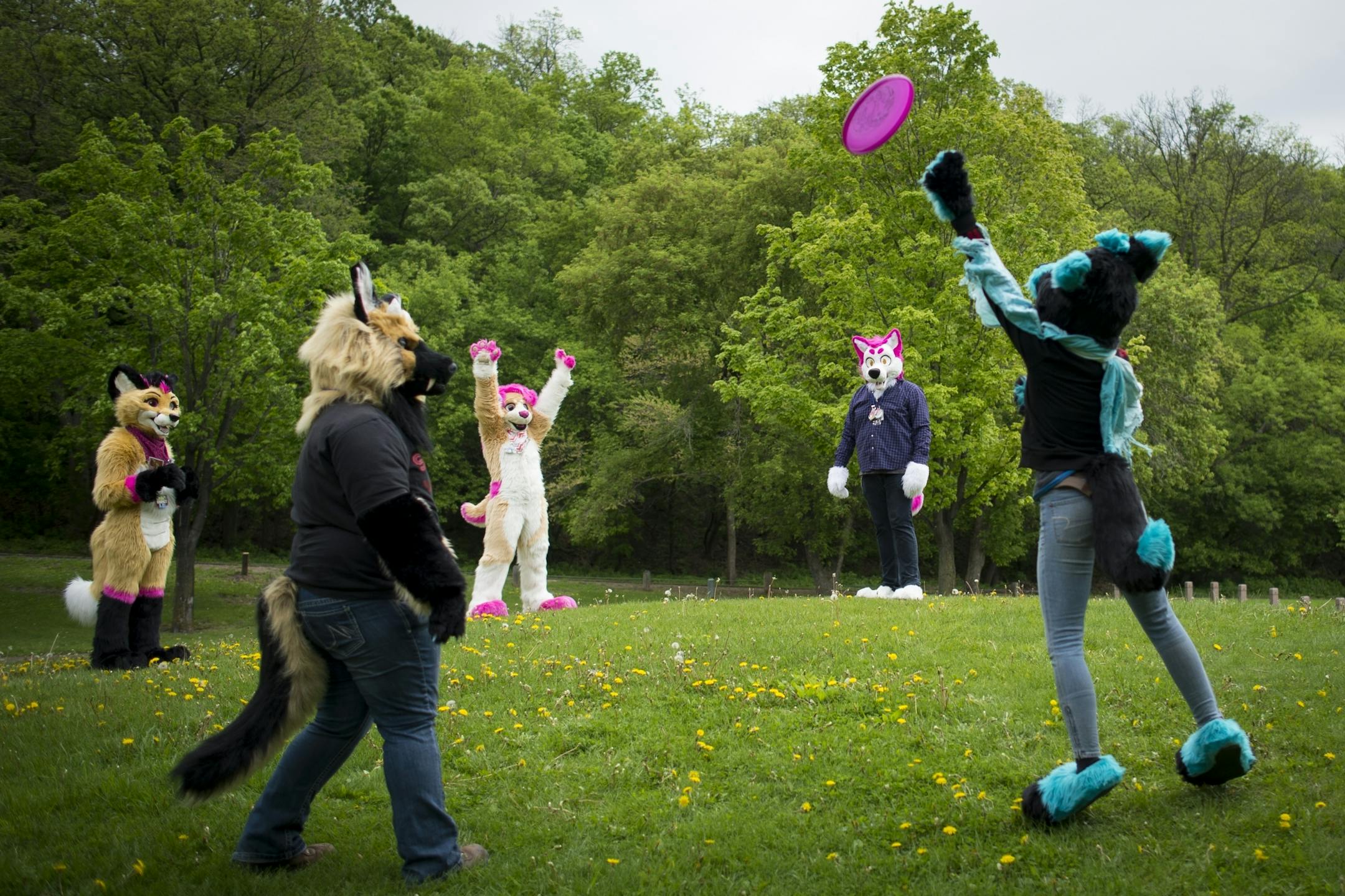Fursuiters played frisbee during the MN Furs annual spring picnic in mid-May.