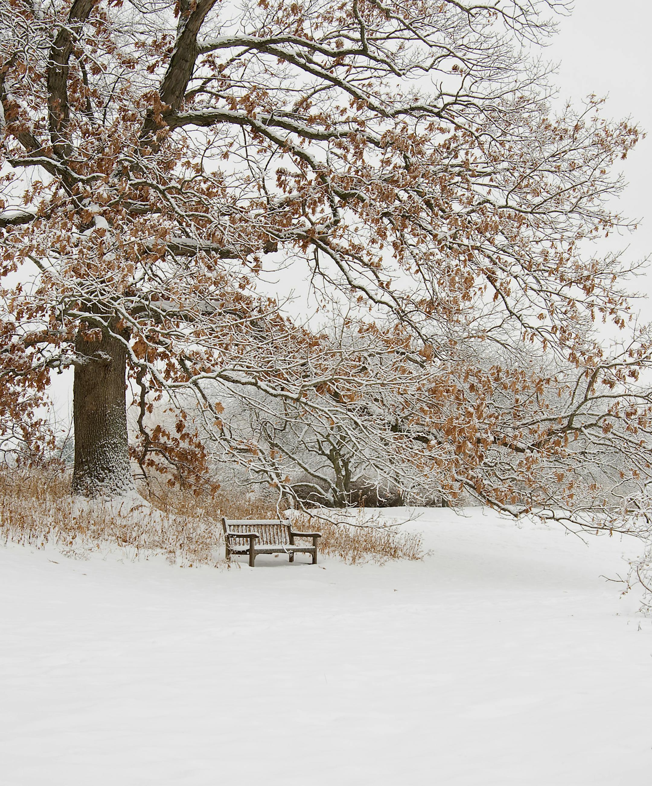 "Snowy Solitude," a photo by Todd Mulvihill