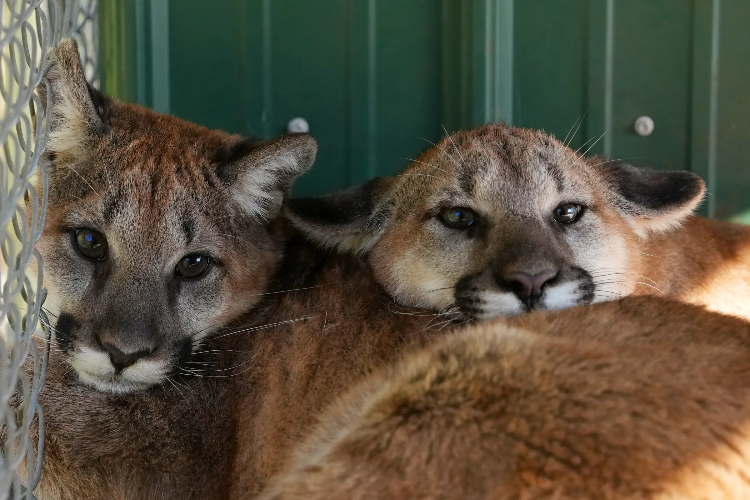 Three new cougar kittens join the Wildlife Science Center