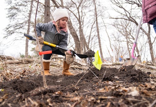 Nora Kelly, 6, helps fill dirt around an elm tree that was planted Saturday, April 22, 2023, on a Nature Hiking Trail leading to the Minnesota River in Bloomington.
