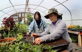 May Lee, front, and her daughter Mhonpaj Lee have been renting land and growing produce for years in Marine on St. Croix at the Minnesota Food Associa