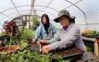 May Lee, front, and her daughter Mhonpaj Lee have been renting land and growing produce for years in Marine on St. Croix at the Minnesota Food Associa