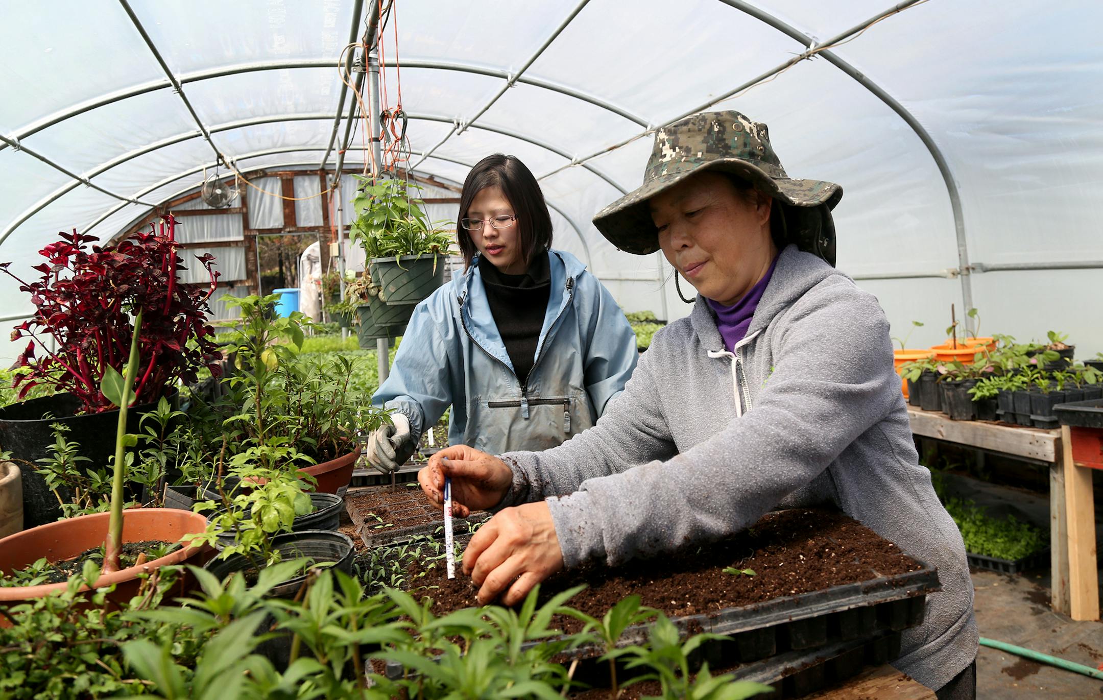 May Lee, front, and her daughter Mhonpaj Lee have been renting land and growing produce for years in Marine on St. Croix at the Minnesota Food Association, which recently became a program of The Food Group.