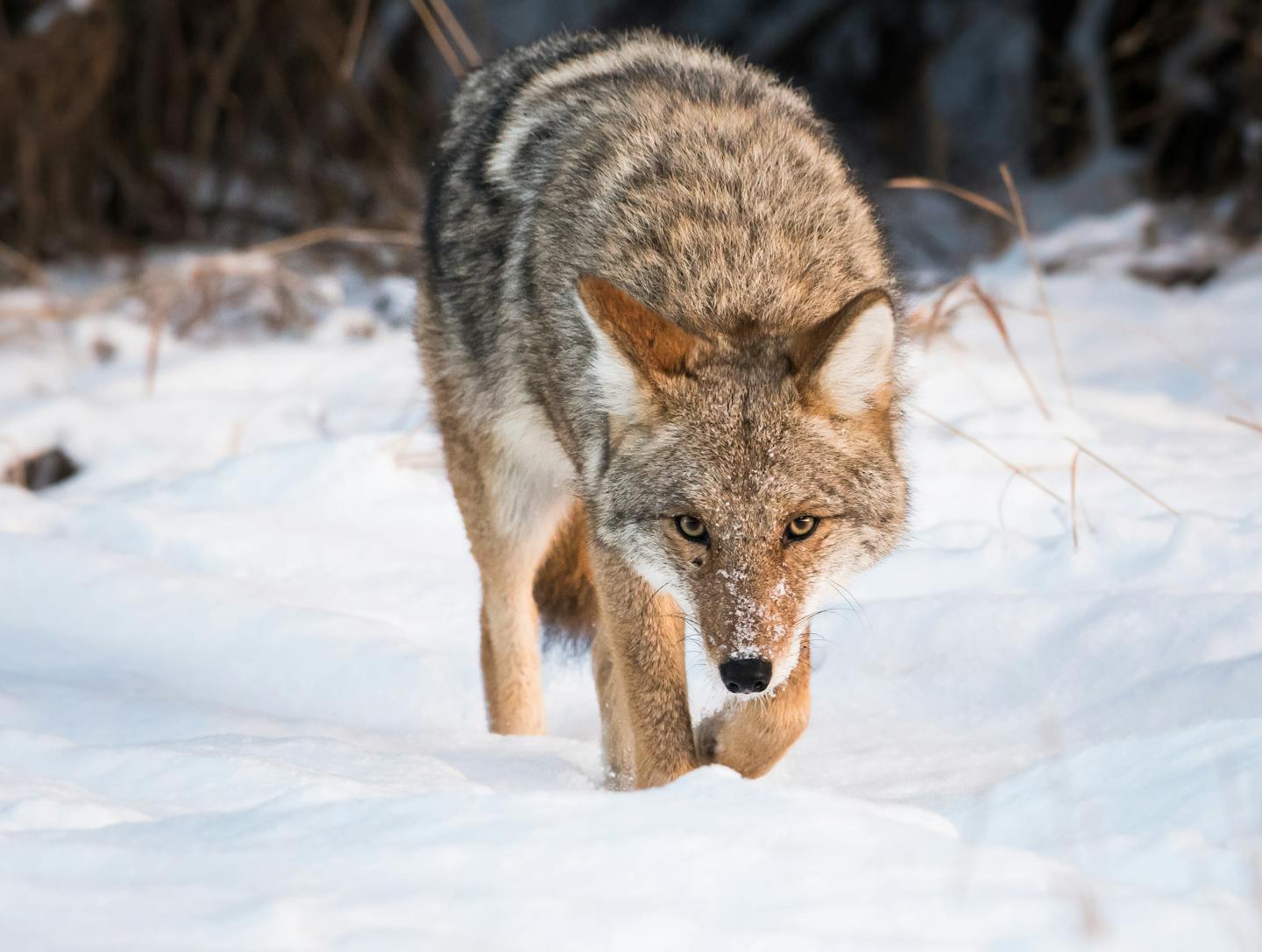 Coyotes have shown a remarkable ability to adapt to any surrounding: rural or city.