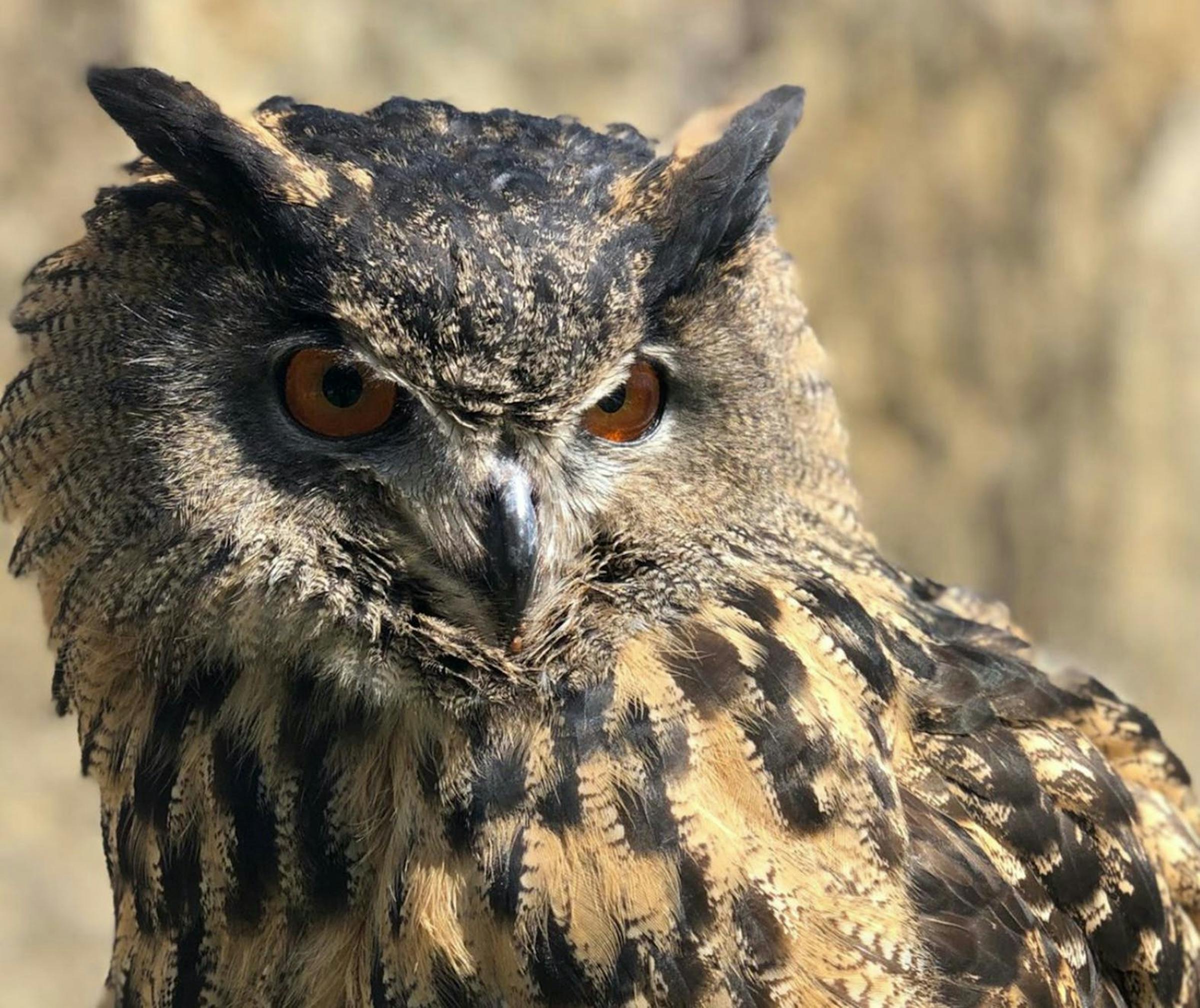 Minnesota Zoo's missing Eurasian eagle owl dies(02)