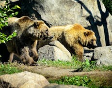 After visitors has a chance to roam through the bear enclosure, the area was cleared, doors were closed and secured and the bears were re released.