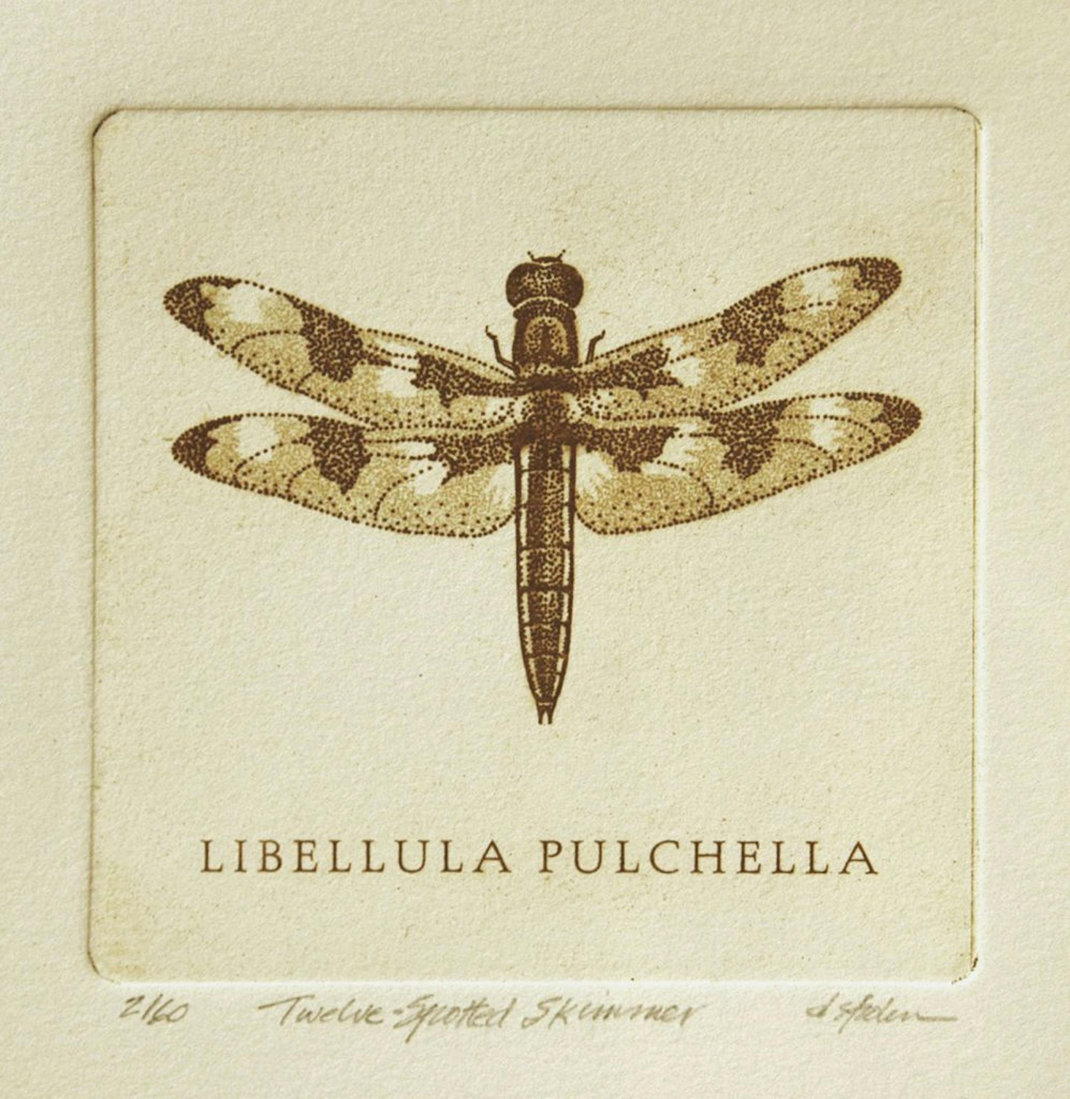 Piece by David Spohn, "Twelve-Spotted Skimmer". The medium is solarplate etching. This is one of the 4 pieces he has in the show, all solarplate etchings.