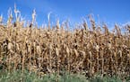 Corn ready for harvest in September 2020 in Bennington, Neb.