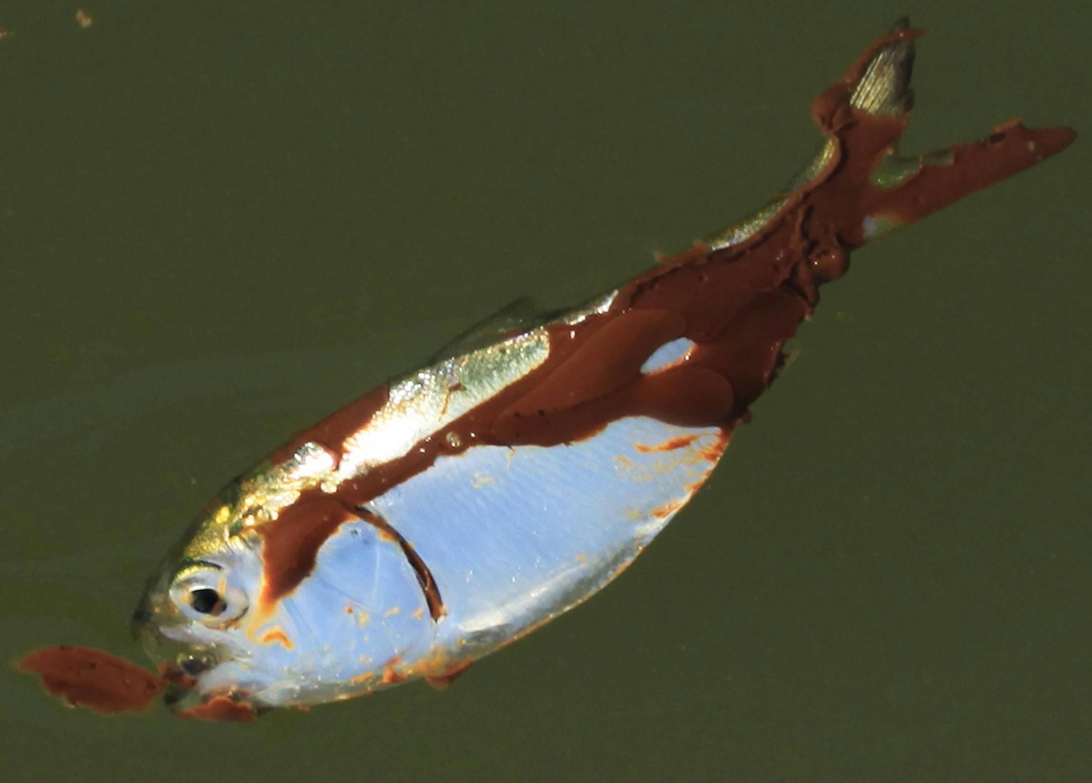 FILE - This Sunday, June 6, 2010 file picture shows a small oil-covered fish on the water's surface at Bay Long off the coast of Louisiana. (AP Photo/Charlie Riedel)
