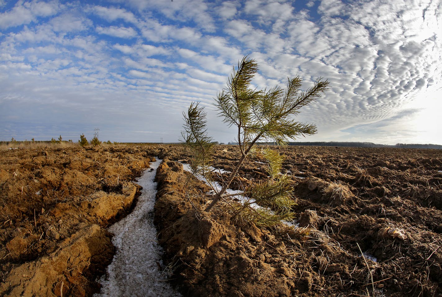 A lone pine tree survived the plowing of this field south of Park Rapids, Minn., seen in a Jan. 28, 2015 photo. The mixed pine forests of central Minnesota are rapidly being replaced with to potato fields. The Minnesota Department of Natural Resources plans to take a closer look at the conversion of pine forests to potato fields in northwestern Minnesota. The DNR estimates that North Dakota-based potato giant R.D. Offutt Co. has already purchased about 12,000 acres of pine forests in four Minnes