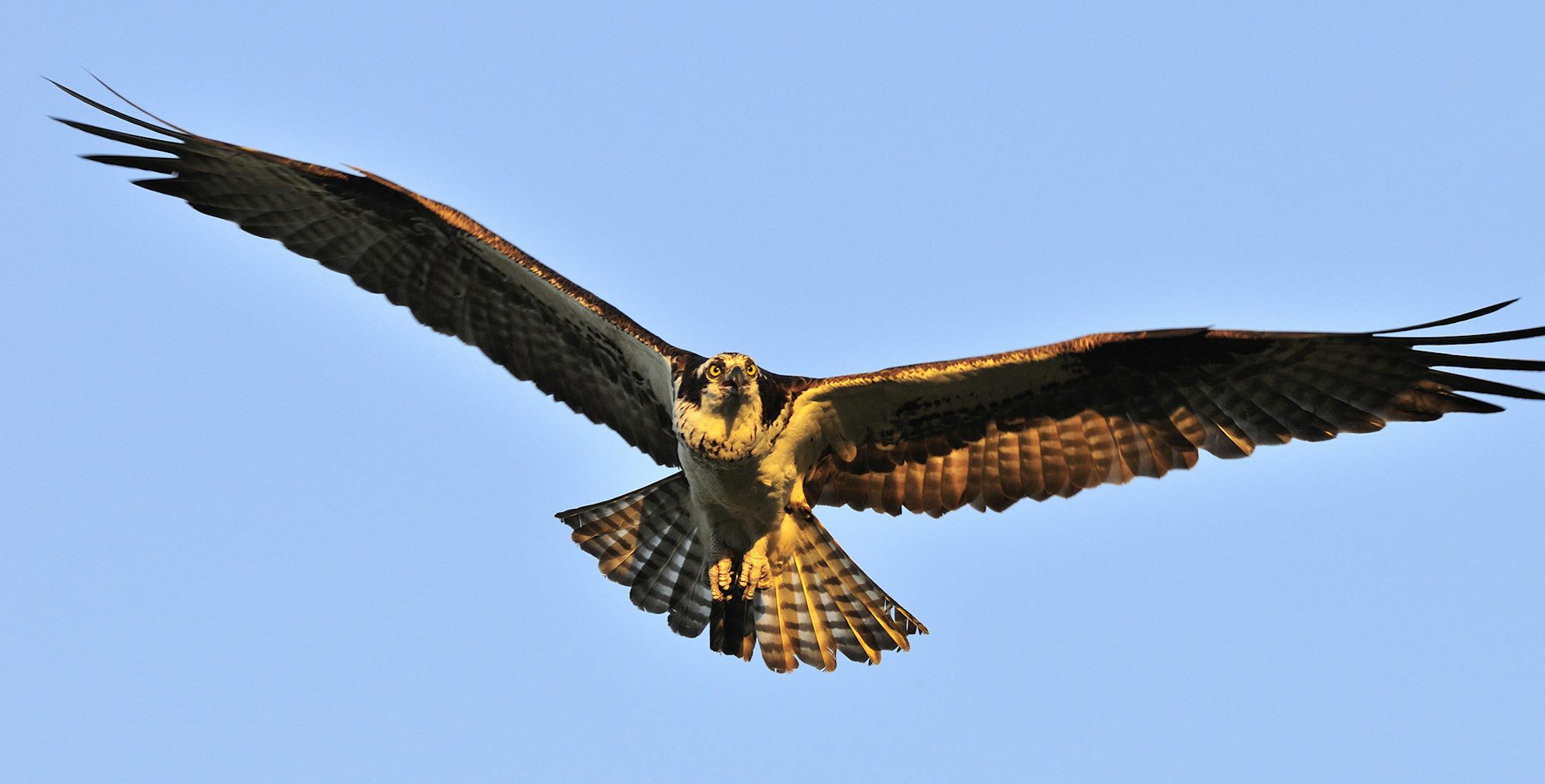 DO NOT USE. ONE-TIME ONLY WITH BILL MARCHEL COPY. Photo by Bill Marchel. Ospreys have become common in recent years. Boaters are likely to spot an otter or two, but the luckiest will witness one diving into the water for prey.