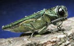 FILE - This undated file photo provided by the Minnesota Department of Natural Resources shows an adult emerald ash borer. The insect that could threa