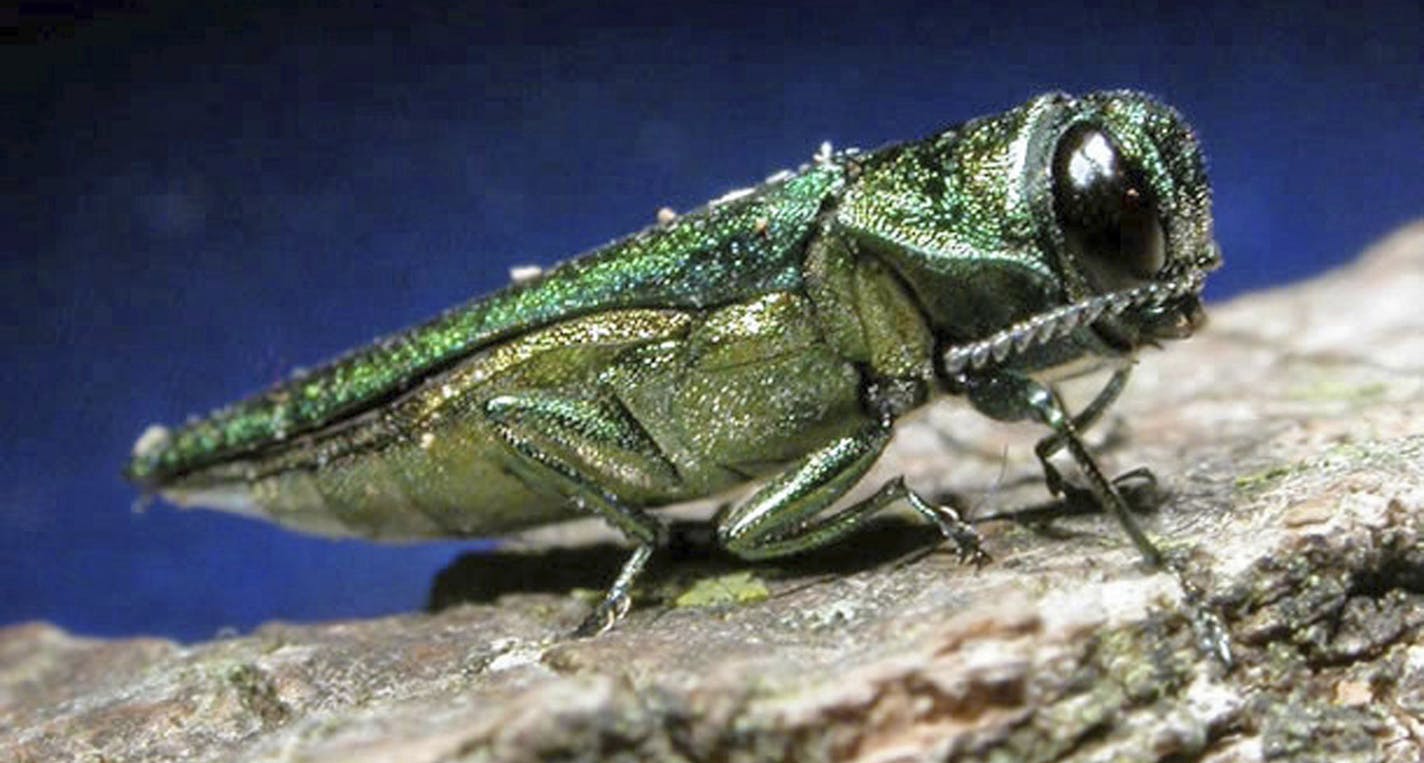 FILE - This undated file photo provided by the Minnesota Department of Natural Resources shows an adult emerald ash borer. The insect that could threaten one of South Dakota's most populous tree species moved even closer to the state in the past year. The emerald ash borer last year was found in Union County in southwestern Iowa, as well as in Boulder, Colo. South Dakota State University forestry expert John Ball said he thinks the Asian beetle will be found in South Dakota within five years. (A