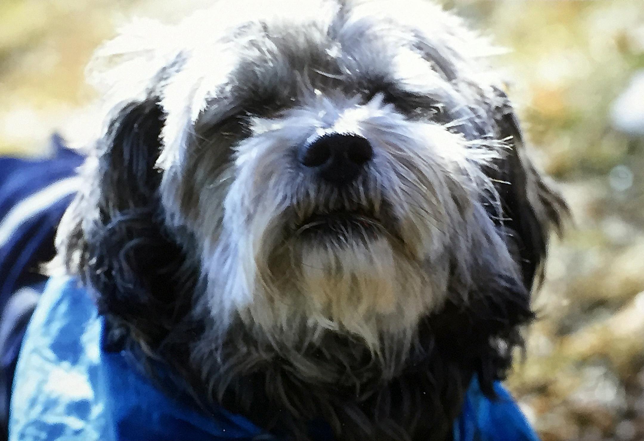 Baby, a 10-year-old Shih-poo, helps Mike Heath with his post-traumatic stress disorder.