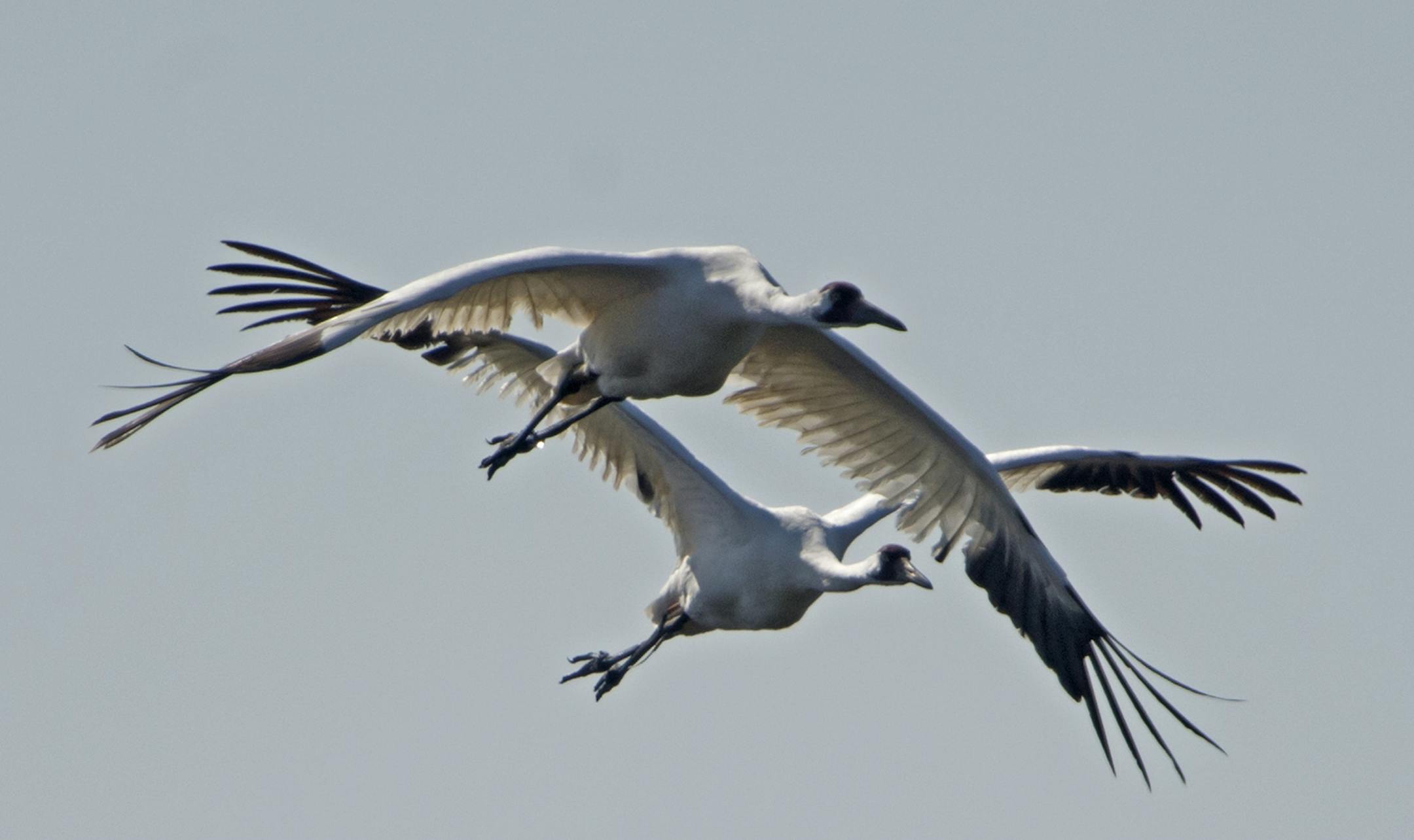 Two endangered Whooping Cranes fly over the Paynes Prairie Wildlife Refuge near Gainesville, Fla., Friday, March 15, 2013 as they look for food sources in the wetlands. The cranes stand almost 5ft tall and have a wingspan of 7 1/2 ft. Whooping Cranes feed on fish, insects, reptiles and amphibians, crustaceans as well as grains, marsh plants and acorns. (AP Photo/Phil Sandlin) ORG XMIT: MIN2013040411433434