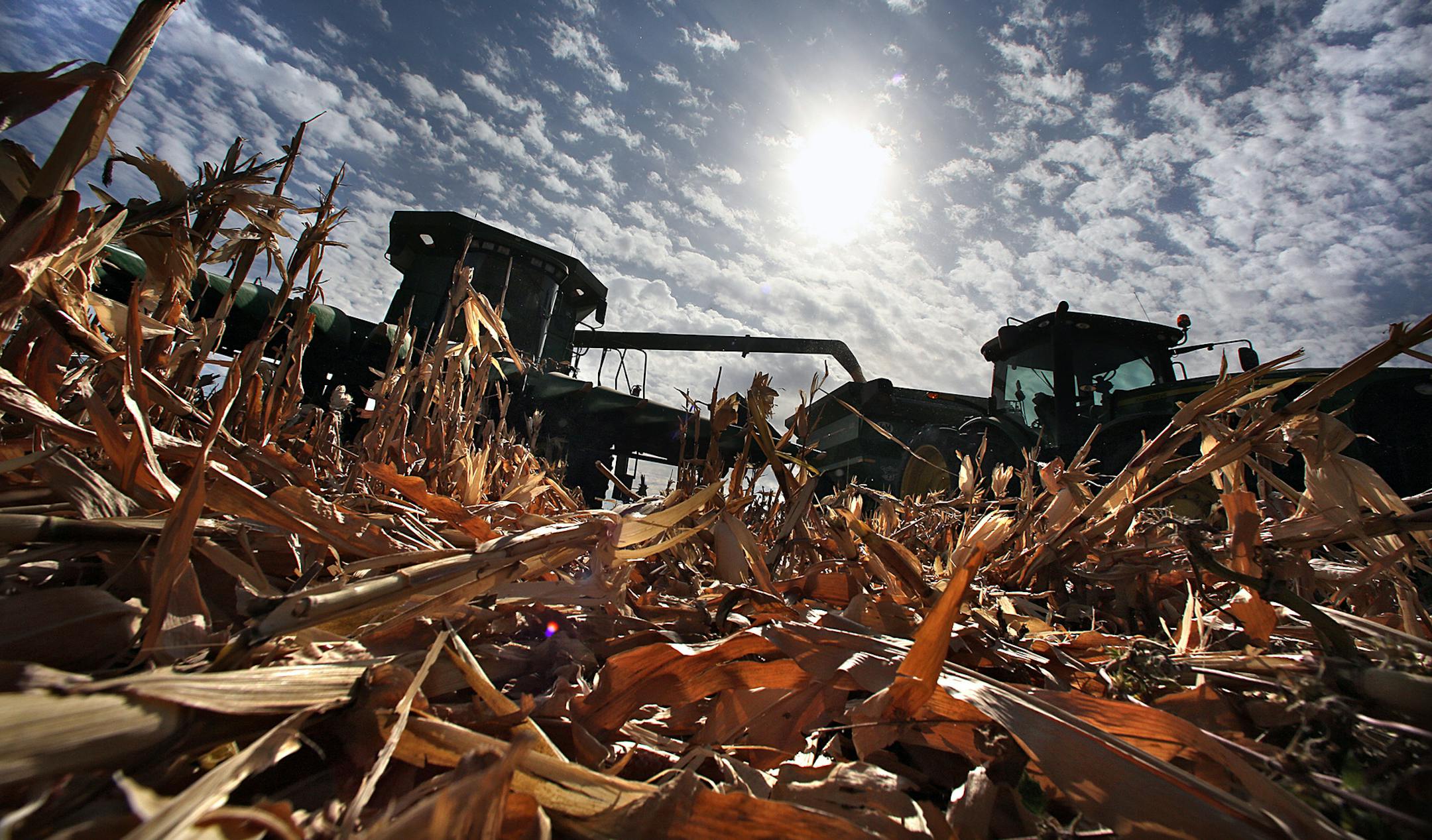 Eden Valley farmer Tom Haag emptied corn into a holding wagon used to shuttle the grain to a nearby semi-trailer for transport back to the farmstead and a storage container. ] JIM GEHRZ‚Ä¢jgehrz@startribune.com (JIM GEHRZ/STAR TRIBUNE) / Oct. 3, 2012 / 1:15 PM, Eden Valley, MN**BACKGROUND INFO- The soybean and corn harvests are underway and well ahead of schedule in Minnesota. Despite severe drought in some parts of the nation and dry conditions here, Minnesota farmers are doing