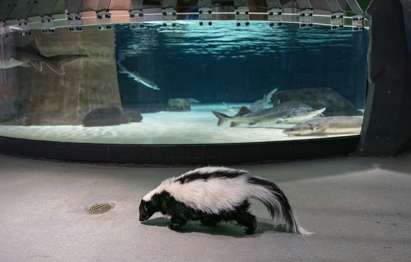 Snoops the skunk roamed around near the Sturgeon tank at the Great Lakes Aquarium on Thursday morning. ]
ALEX KORMANN &#x2022; alex.kormann@startribune.com The Great Lakes Aquarium is closed until at least April 15th in an effort to stop the spread of COVID-19. But while the building is closed to visitors, there is still limited staff working to keep the animals fed and engaged. On Thursday March 19, 2020 they even let their two resident skunks wander the aquarium.