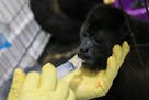 A veterinarian feeds a young howler monkey rescued amid extremely high temperatures in Tecolutilla, Tobasco state, Mexico, Tuesday, May 21, 2024. Doze