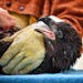 Clinic volunteer Lydia Lucas carried in the young eagle for an examination. His right foot is protected to allow his talons to regrow.