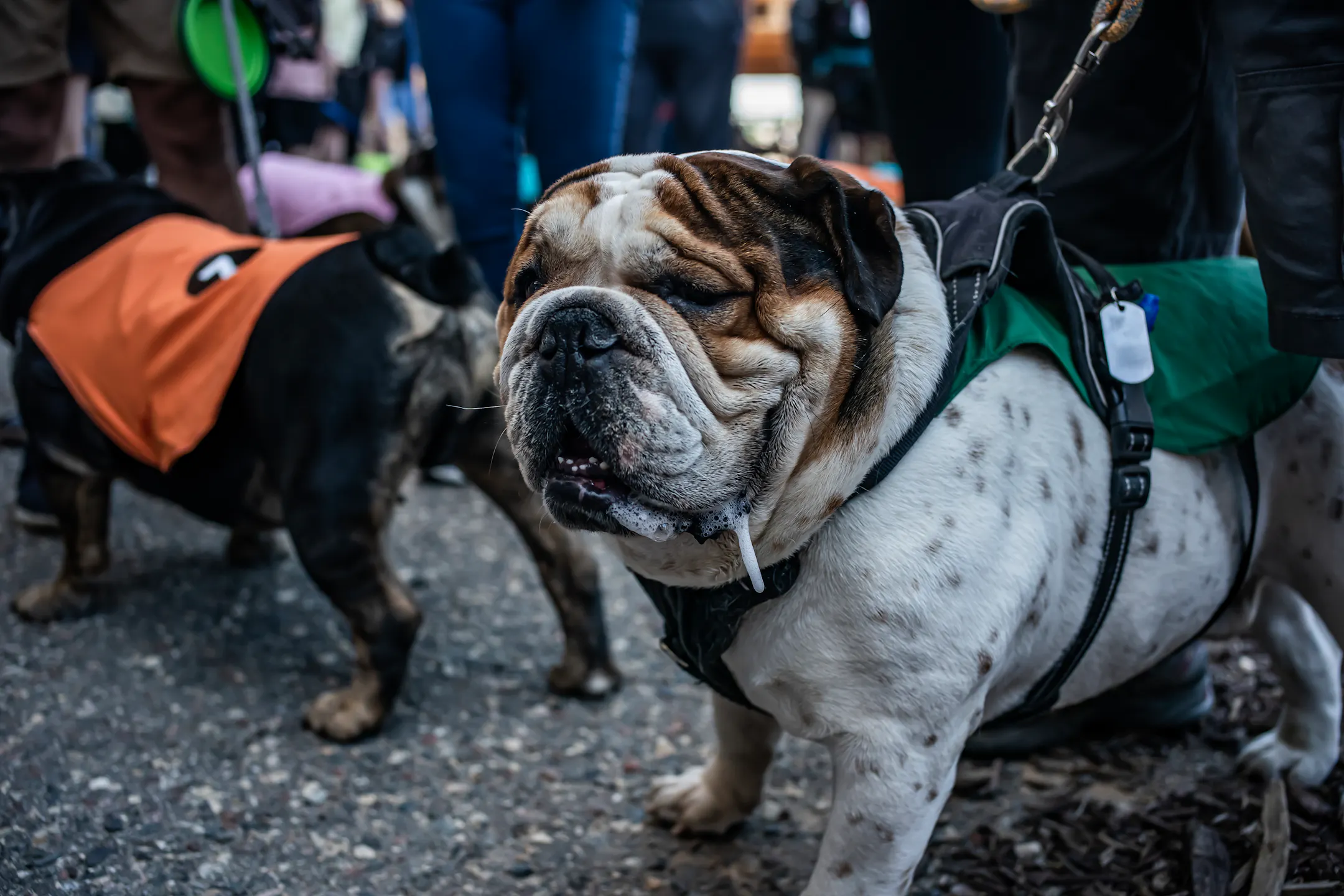 Dogs — from bulldogs to corgis — race the track at Canterbury Park