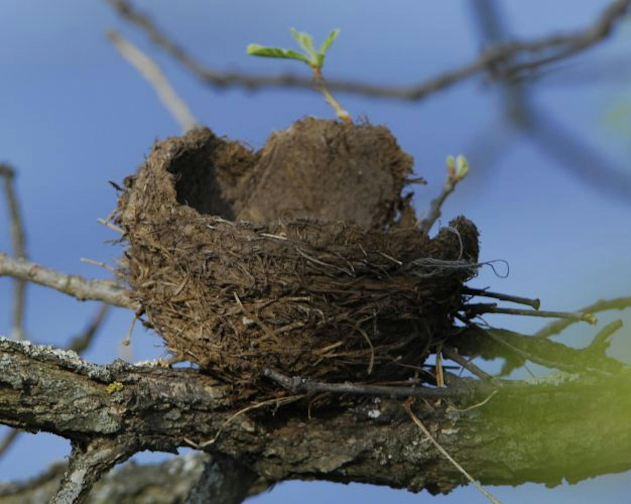 Robin's nest