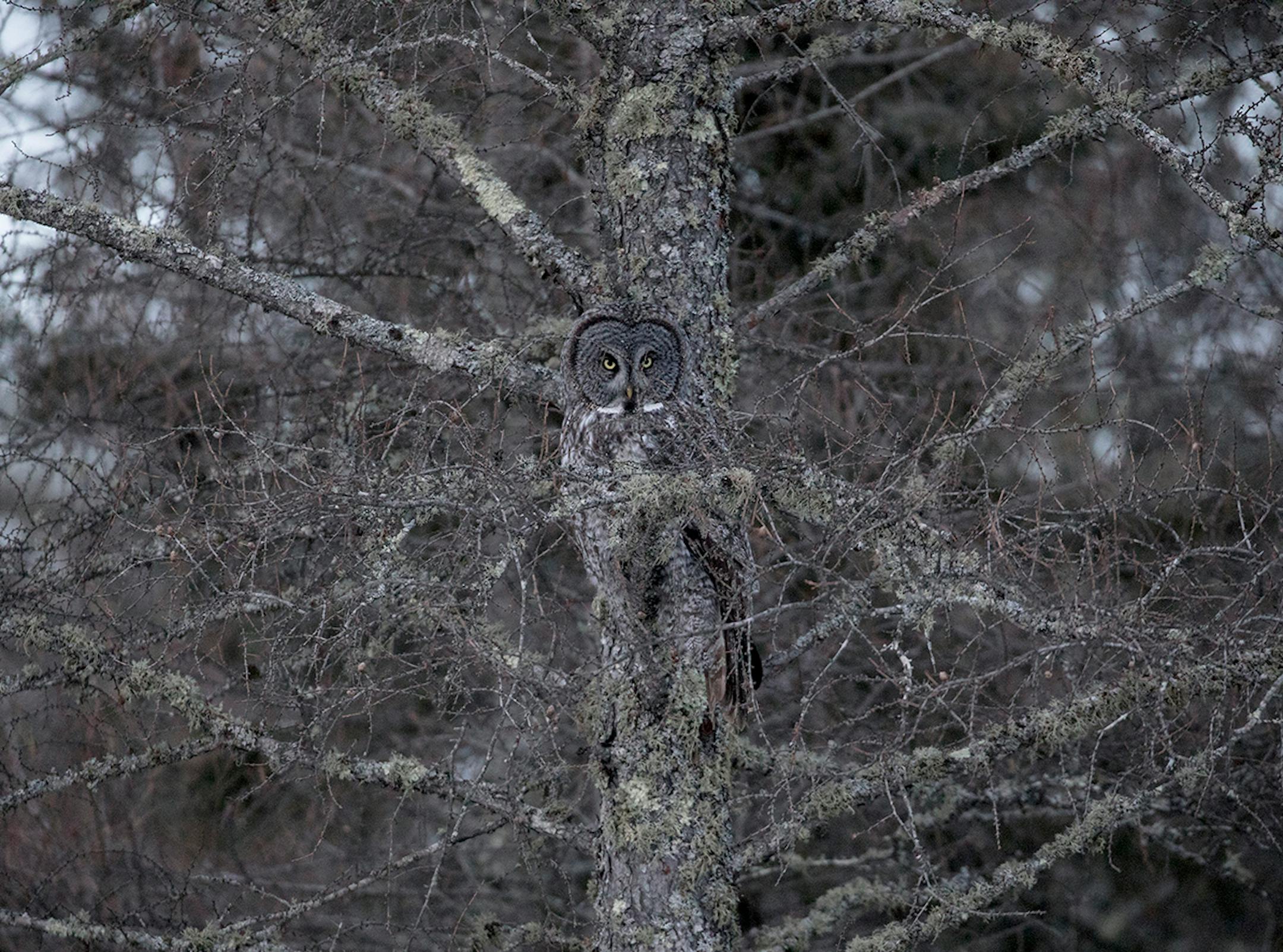 ONE-TIME USE. Great gray owl at Sax-Zim Bog.