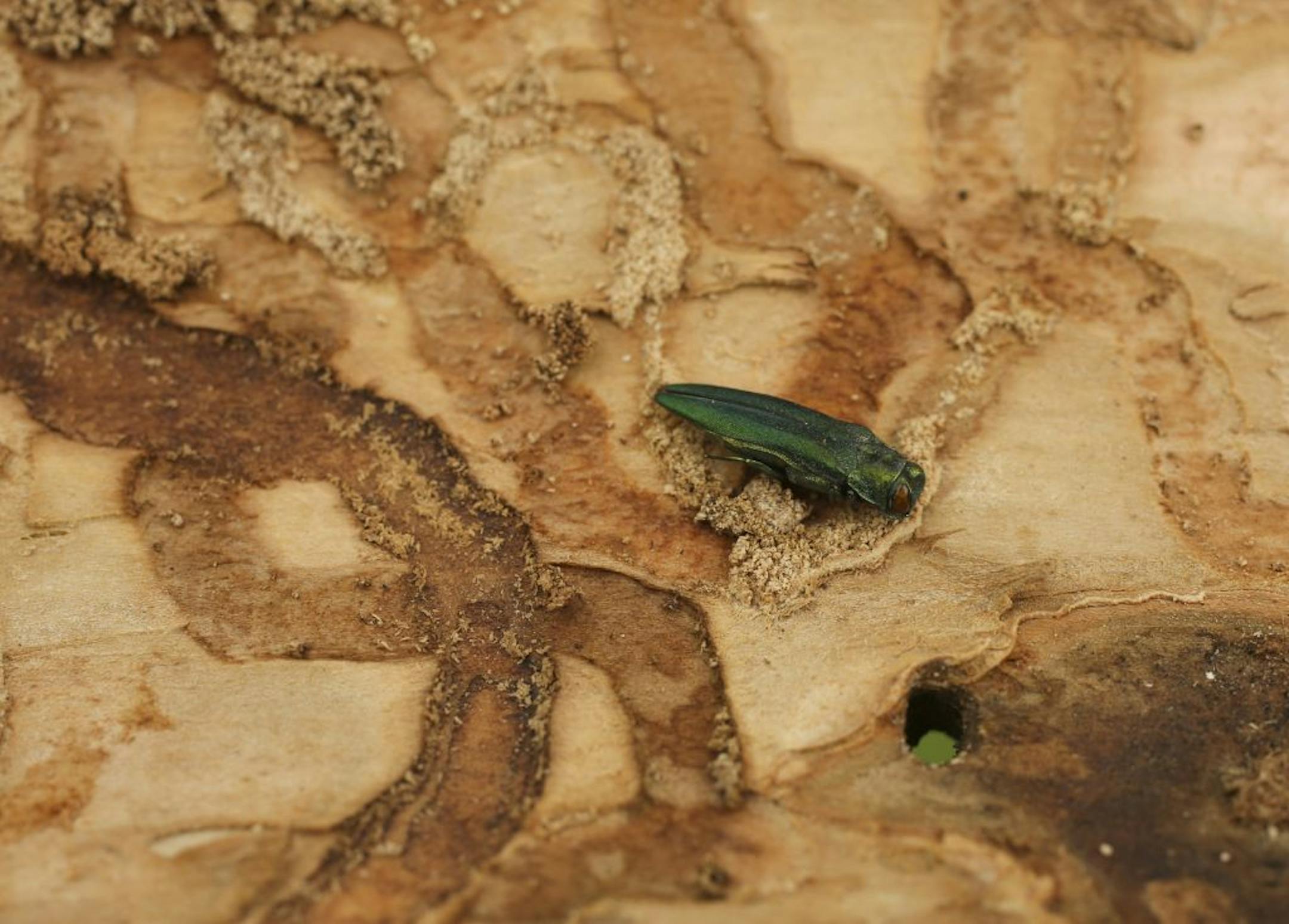 Emerald ash borers have left their signature at the Fort Snelling Golf Course.