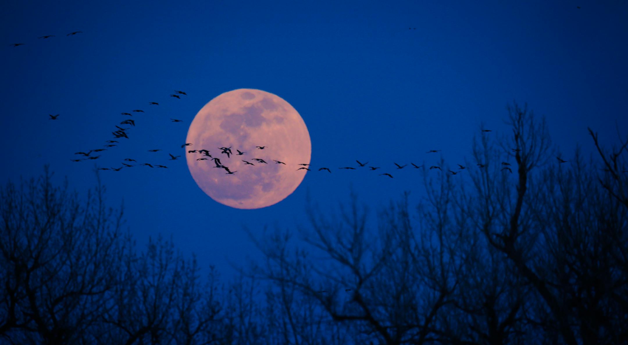 Lesser sandhill cranes over the Platte River near Kearney, Neb., March 29, 2013. (E. Jason Wambsgans/Chicago Tribune/TNS)