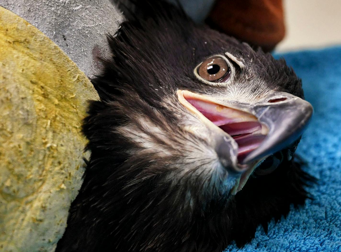 Clinic volunteer Lydia Lucas held Freedom, the young eagle for an examination.