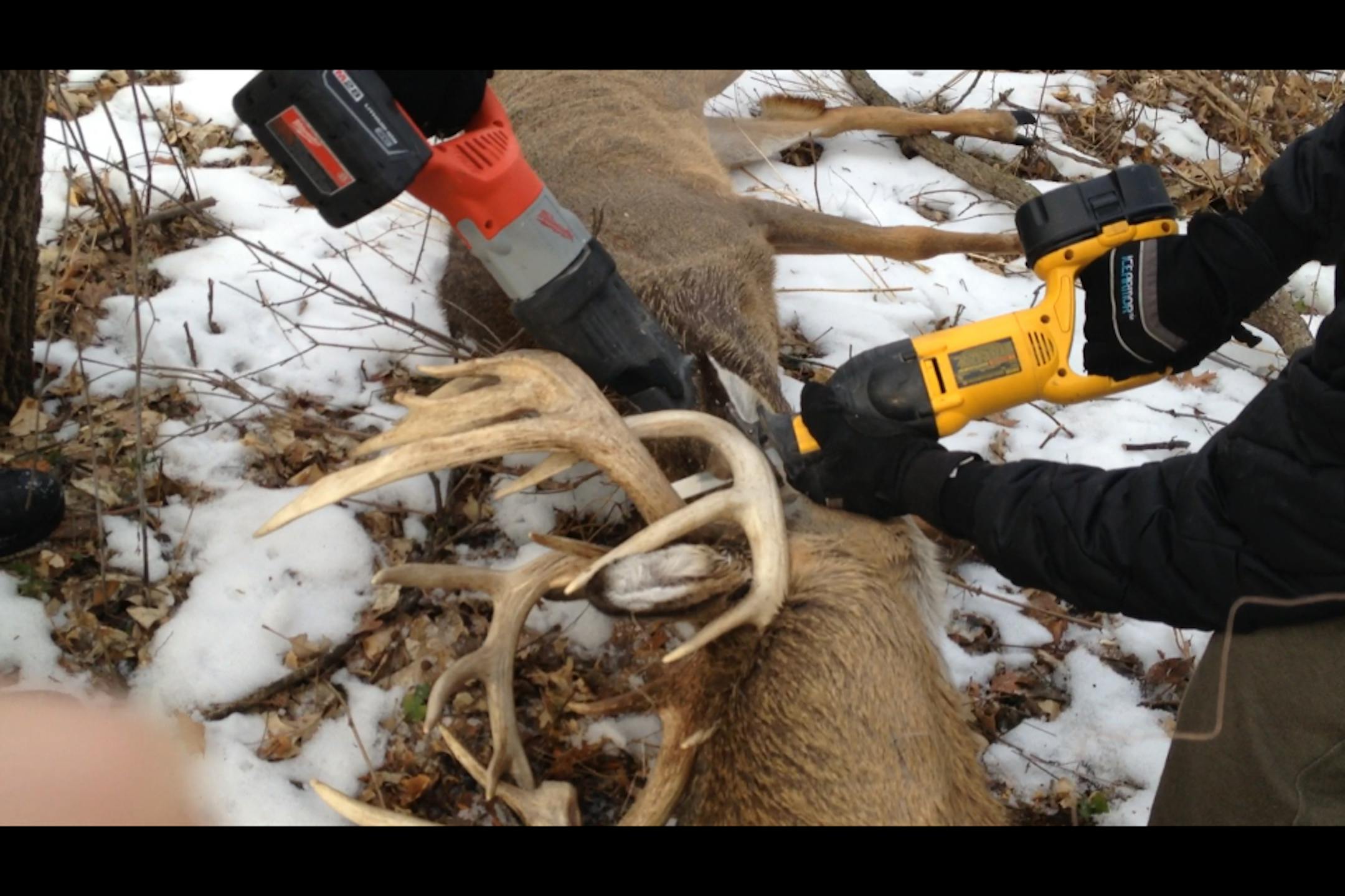 Resuers saw off the antlers of a dead deer to free a live deer whose antlers were entangled.