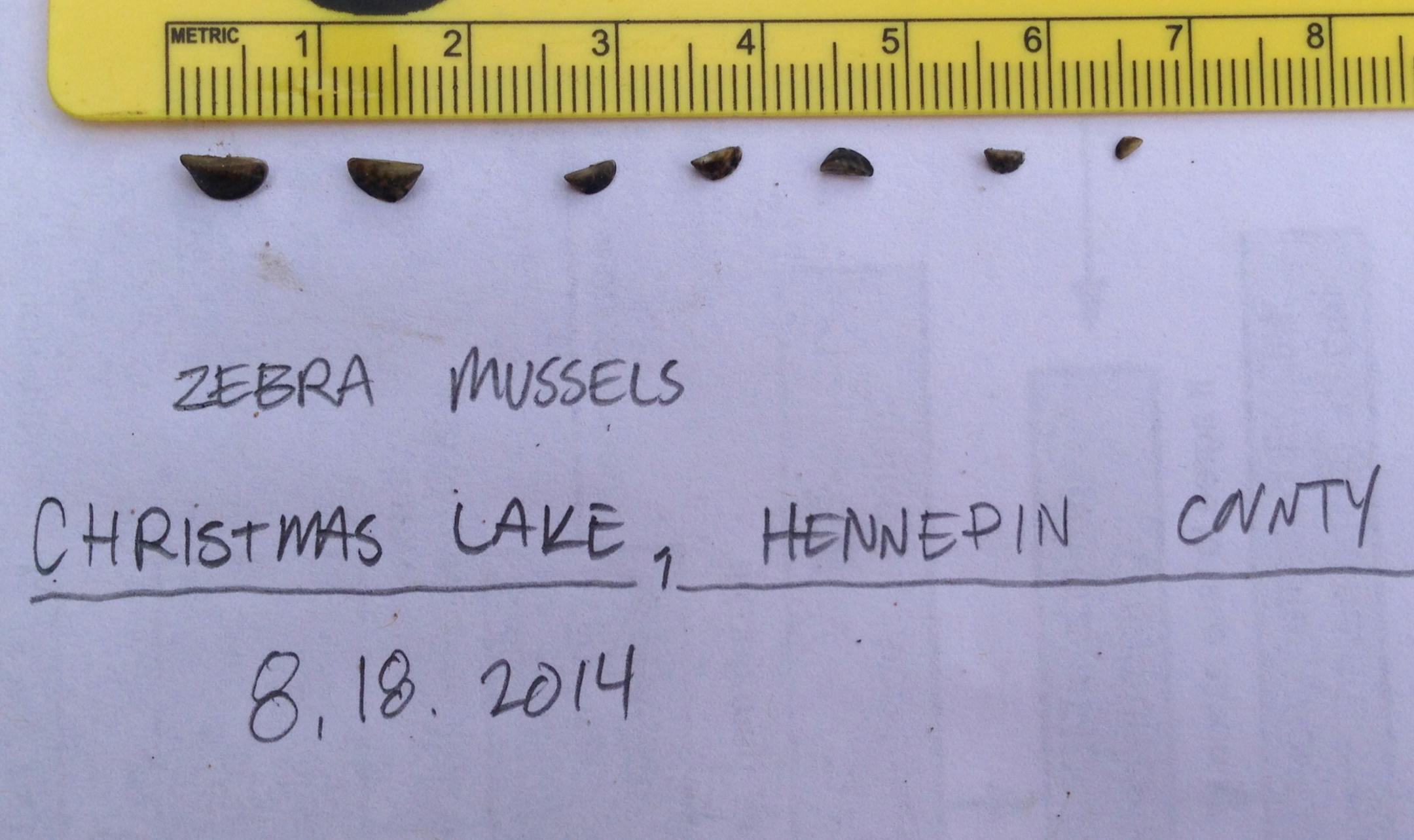 A Minnesota DNR photo shows zebra mussels collected in Hennepin County's Christmas Lake.