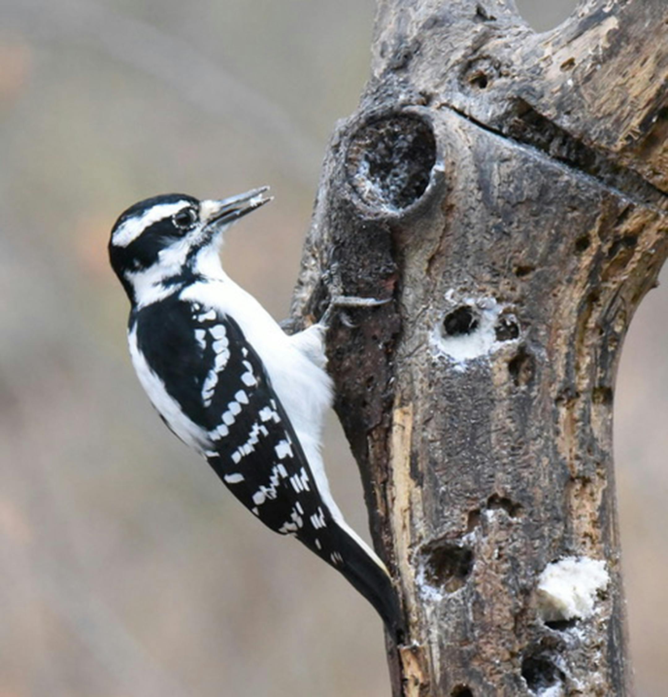 Hairy woodpeckers are quite shy, easily startled into flight. Only the males have a red patch on the back of their head. Jim Williams photo