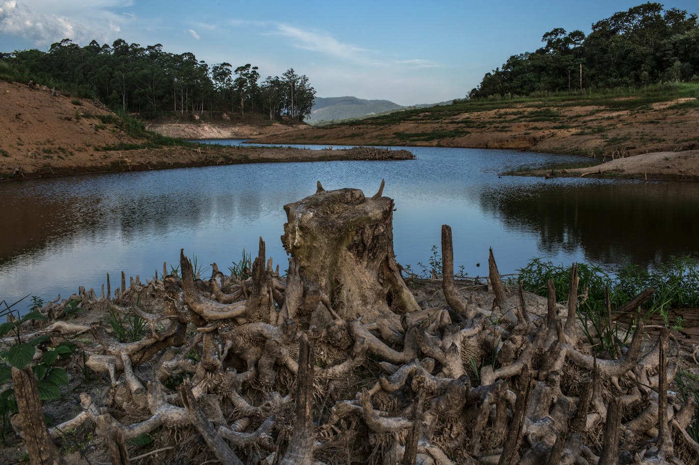 The stump of a tree and its once water-covered roots at Atibainha reservoir, part of the Cantareira system, which is a major water source for the Sao Paulo metropolitan area, in Nazare Paulista, Brazil, Jan. 20, 2015. Deforestation in the Amazon River basin, hundreds of miles away, may also be adding to Sao PauloÕs water crisis because cutting the forest reduces its capacity to release humidity into the air, diminishing rainfall in southeast Brazil, according to a recent study. (Mauricio Lima/The New York Times) ORG XMIT: XNYT74