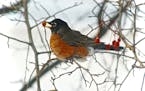 Fruit is a staple of the winter robins&#x2019; diet.