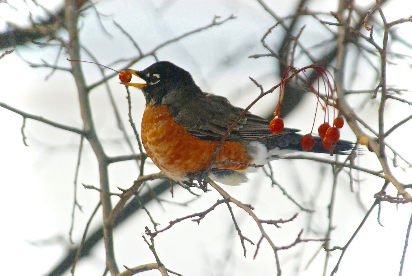 Fruit is a staple of the winter robins&#x2019; diet.