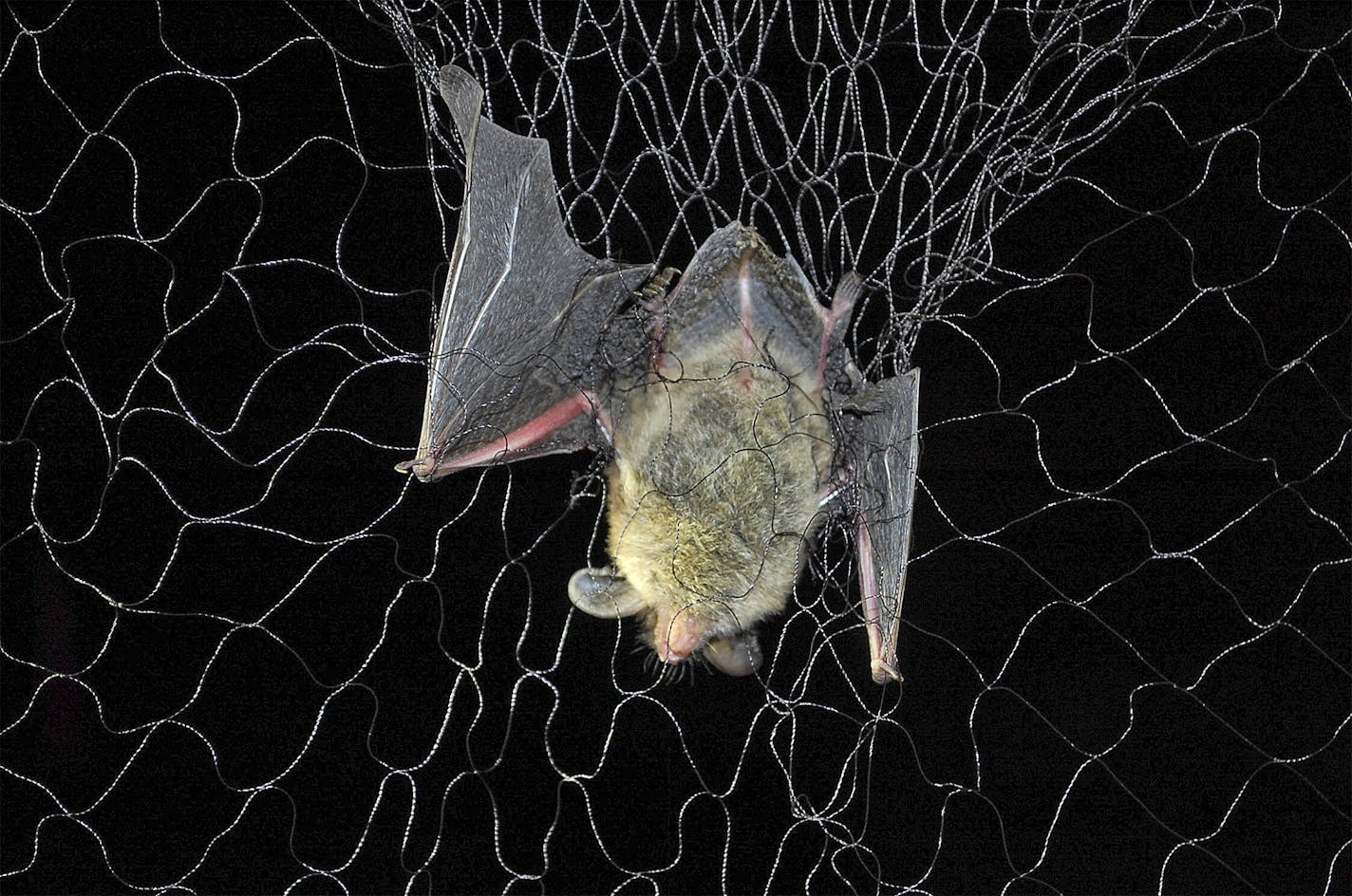 Minnesota researchers are netting and tracking bats in the hopes of fending off the effects of white-nose syndrome, a lethal disease killing populations by the millions. Star Tribune photo by Bob Timmons